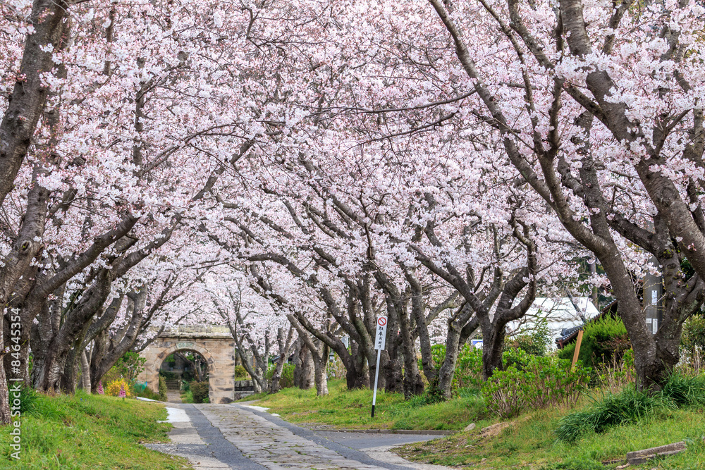 桜のアーチ＠佐賀県武雄市