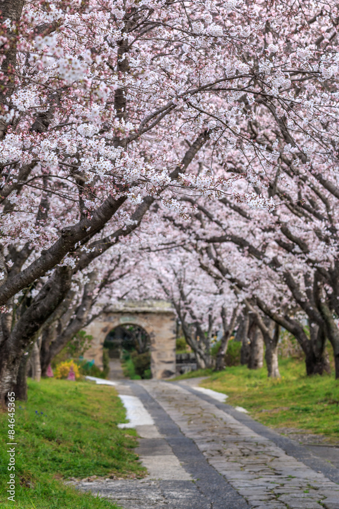 桜のアーチ＠佐賀県武雄市