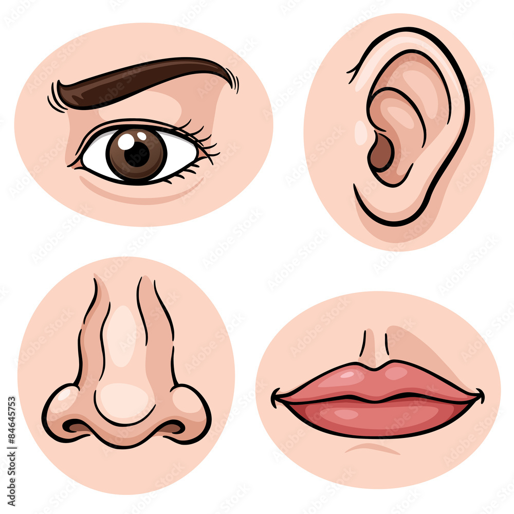 Fototapeta premium Vector illustration of depicting the 4 senses