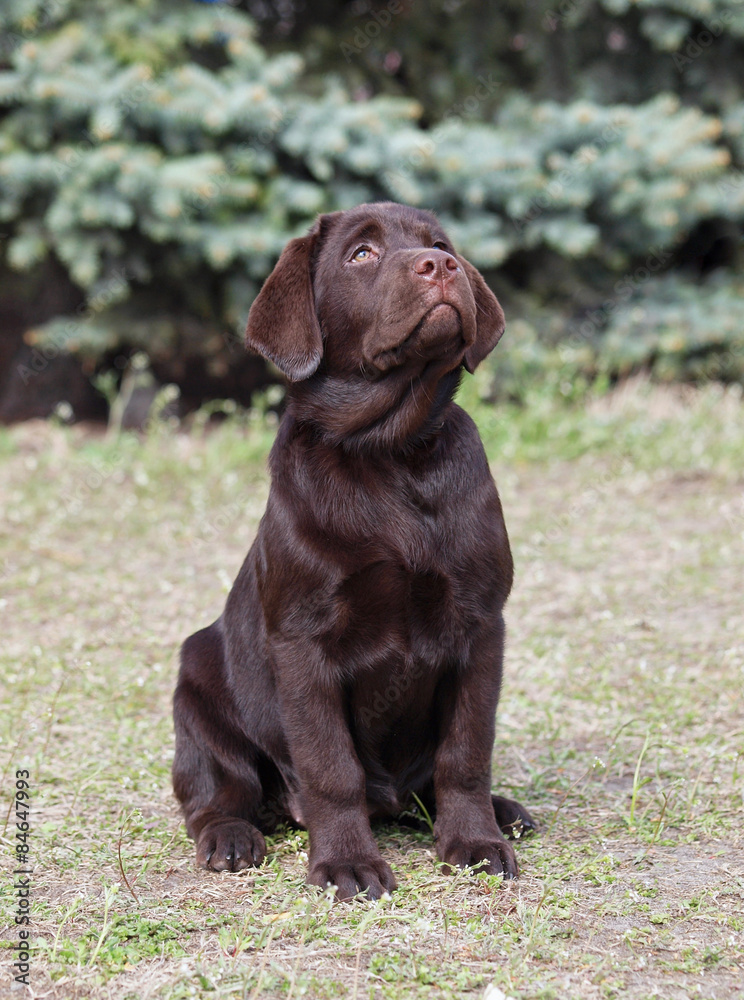 Beautiful chocolate Labrador puppy sits on natural background