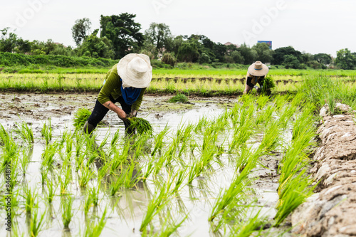 Asian female farmer planting rice in field photo