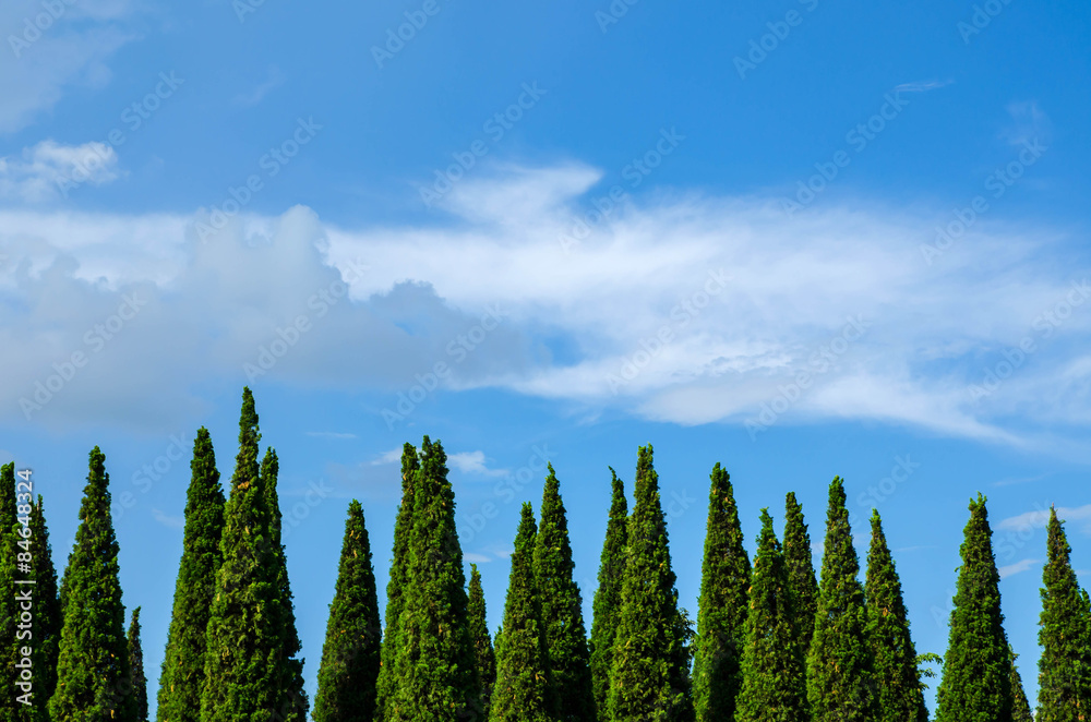 Pine trees against the sky Pine trees against the sky