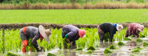 farmer working on Field