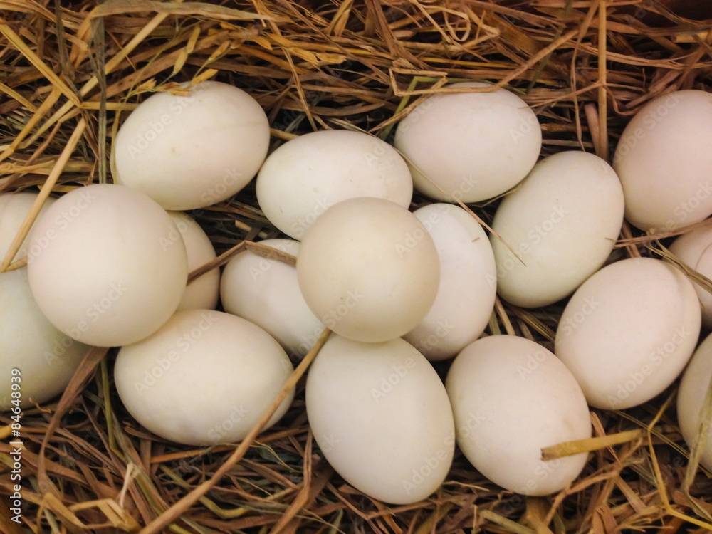 Duck eggs