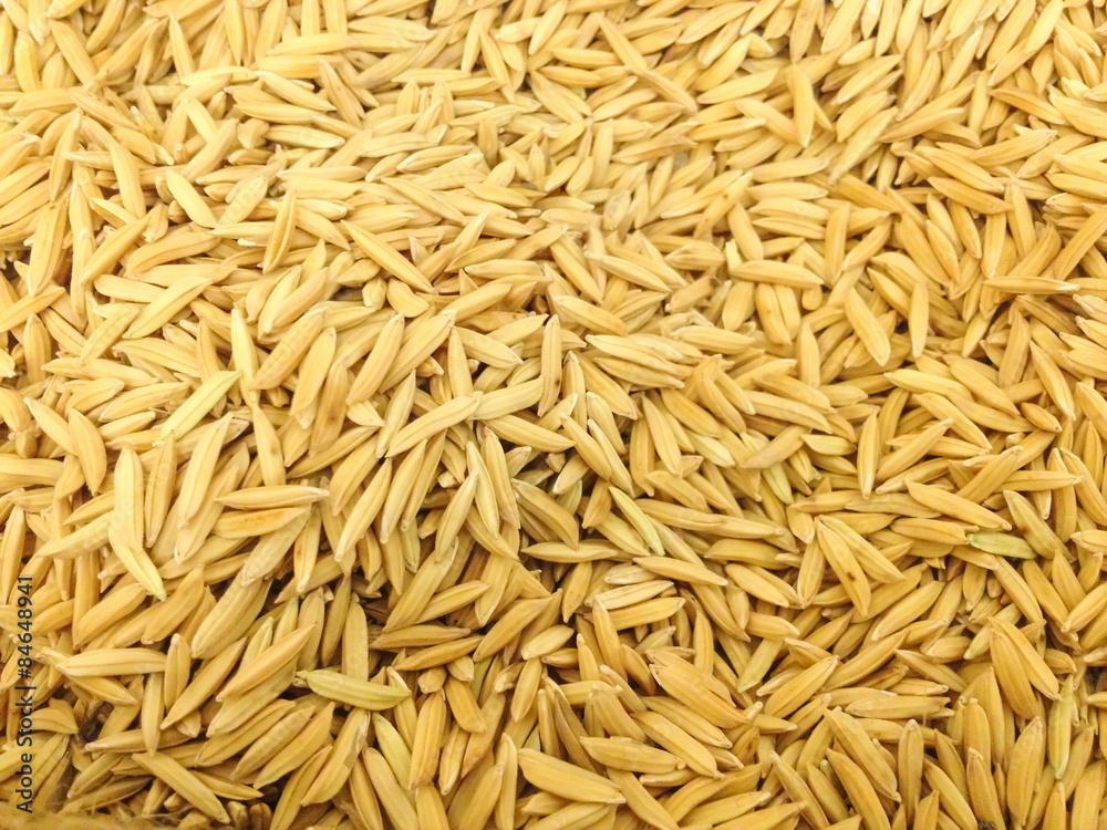 Paddy rice