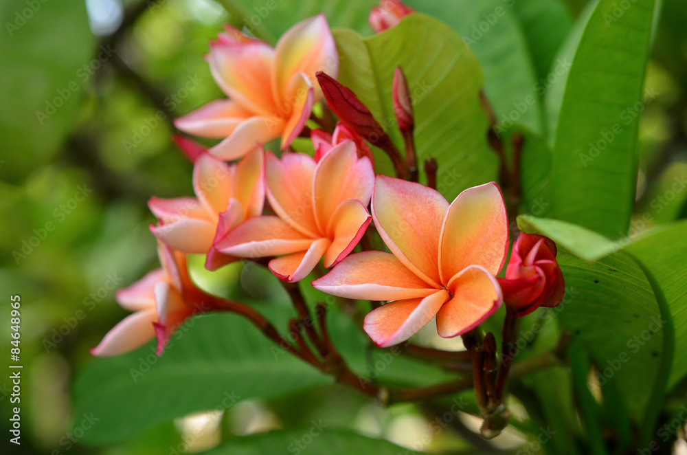 Plumeria spp. (frangipani flowers, Frangipani, Pagoda tree or Te Plumeria spp. (frangipani flowers, Frangipani, Pagoda tree or Te
