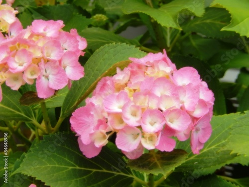 アジサイ　植物
