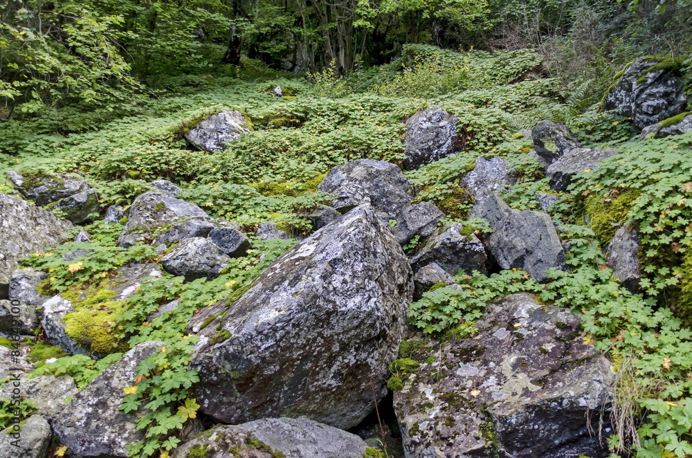 Part of authentic rockery in Vitosha mountain, Bulgaria Part of authentic rockery in Vitosha mountain, Bulgaria