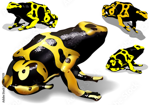 Yellow Banded Dart Poison Frog (Dendrobates leucomelas) Set