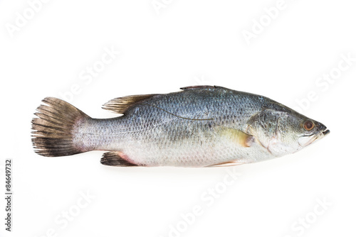 Sea bass fish