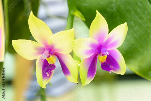 Fototapeta Naklejka Na Ścianę i Meble -  Orchid
