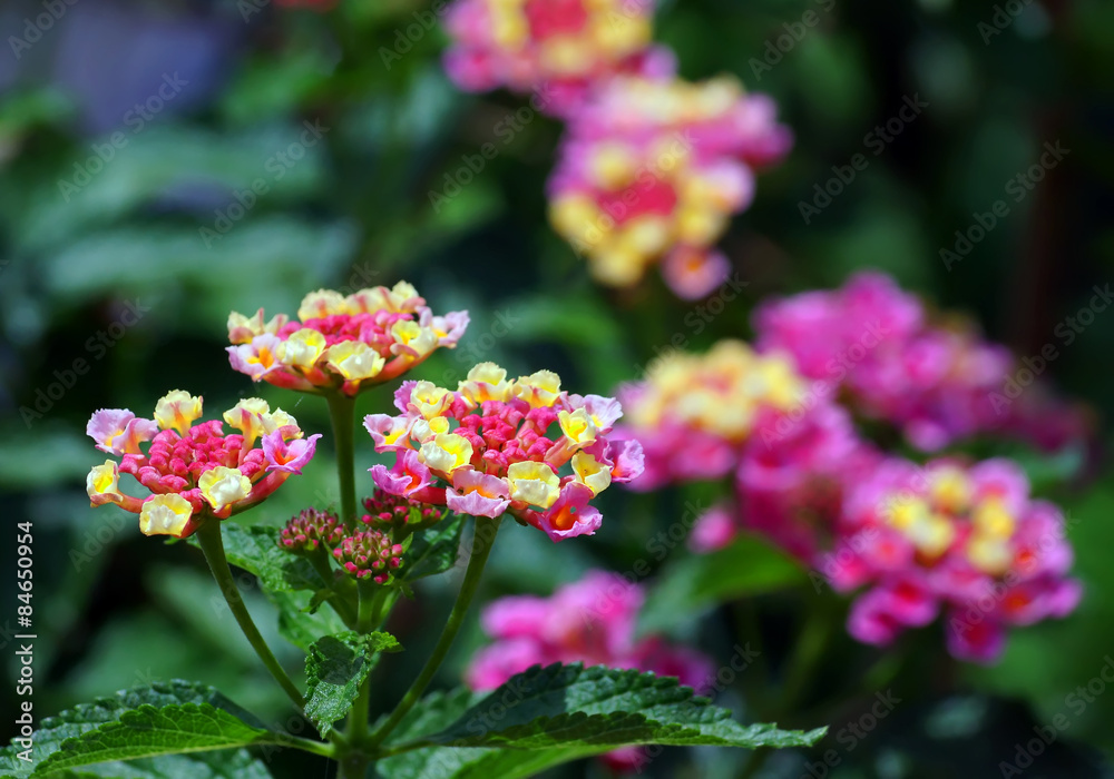 lovely colorfull lantana flower lovely colorfull lantana flower