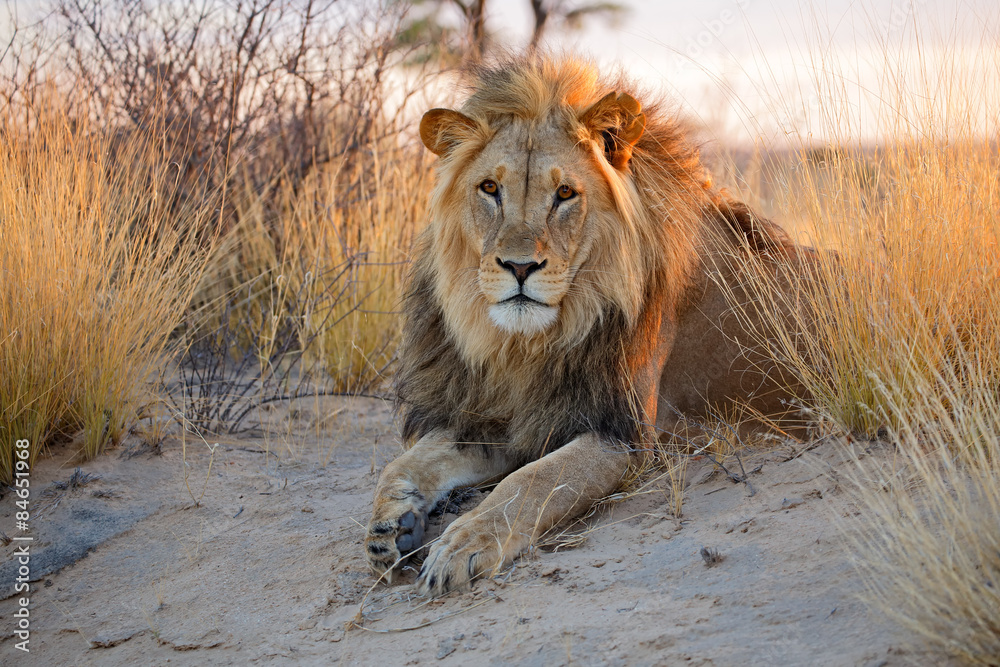Naklejka premium Big male African lion, Kalahari desert