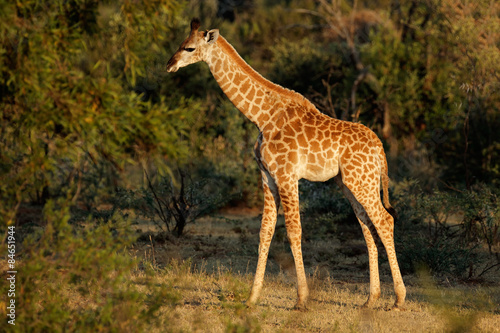 Baby giraffe in natural habitat