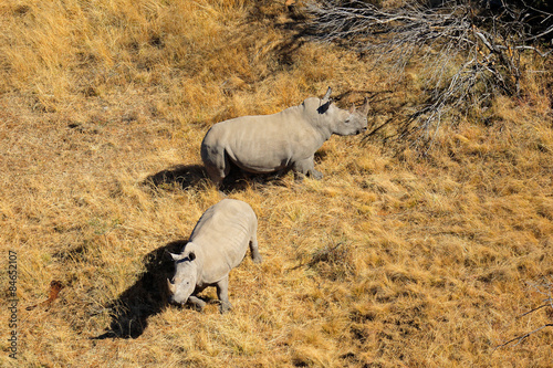 White rhinoceros pair
