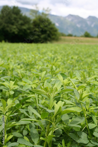 campo di erba medica in primavera