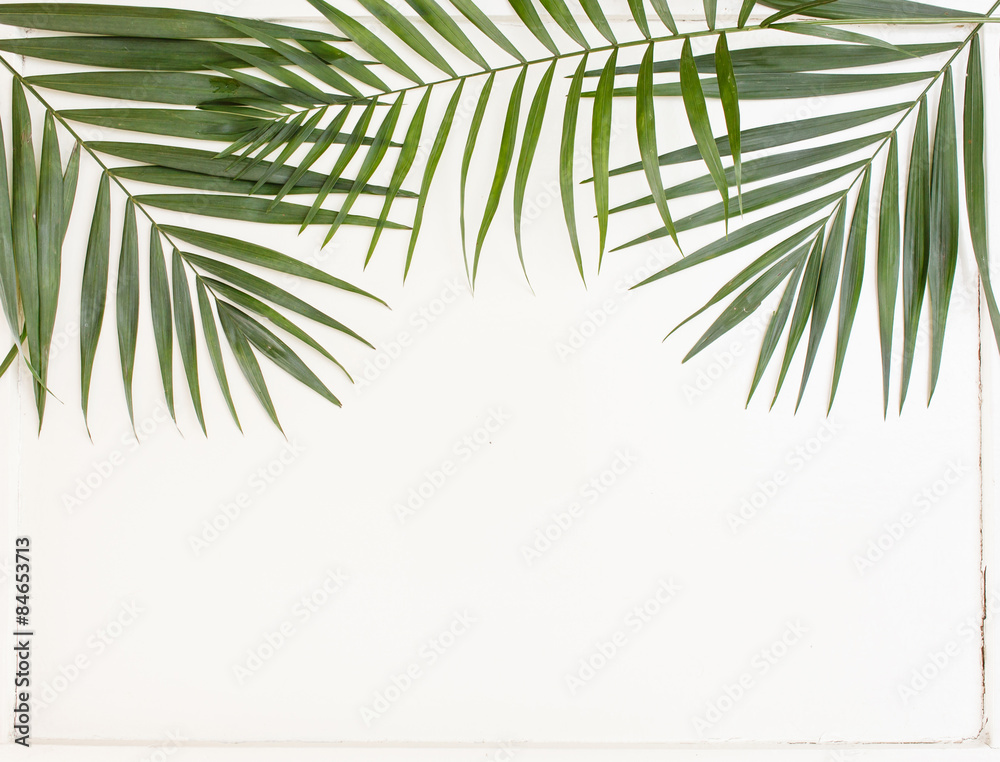 areca palm leaves