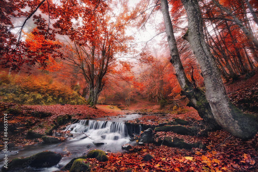 Mystical autumn beech forest with lots of red fallen leaves and a small mountain creek with a bridge.