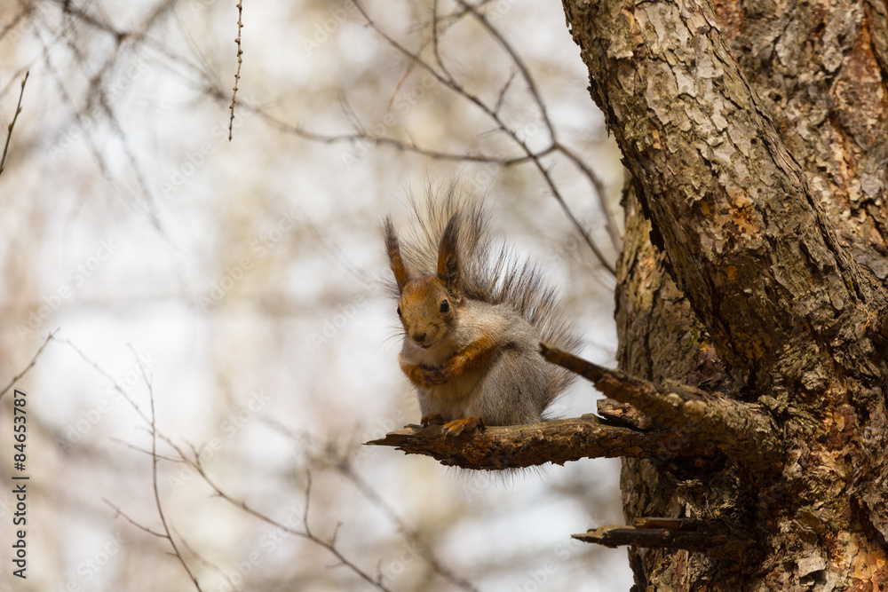 squirrel sits on a branch of a tree and holds a nut squirrel sits on a branch of a tree and holds a nut