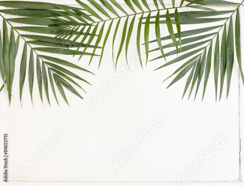 areca palm leaves