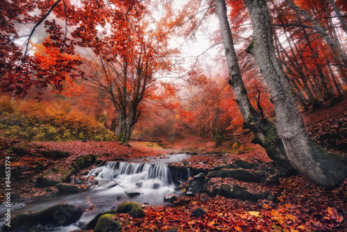Obraz na płótnie Mystical autumn beech forest with lots of red fallen leaves and a small mountain creek with a bridge. w salonie