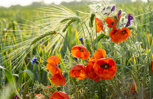 Fototapeta Naklejka Na Ścianę i Meble -  red poppy in wheat