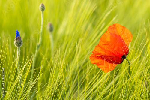 Fototapeta Naklejka Na Ścianę i Meble -  red poppy in wheat