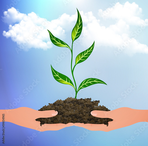 The plant sprouts on the palms