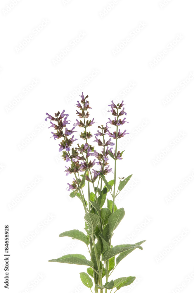 Obraz premium Salvia officinalis
