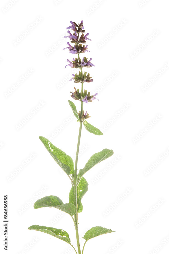 Salvia officinalis