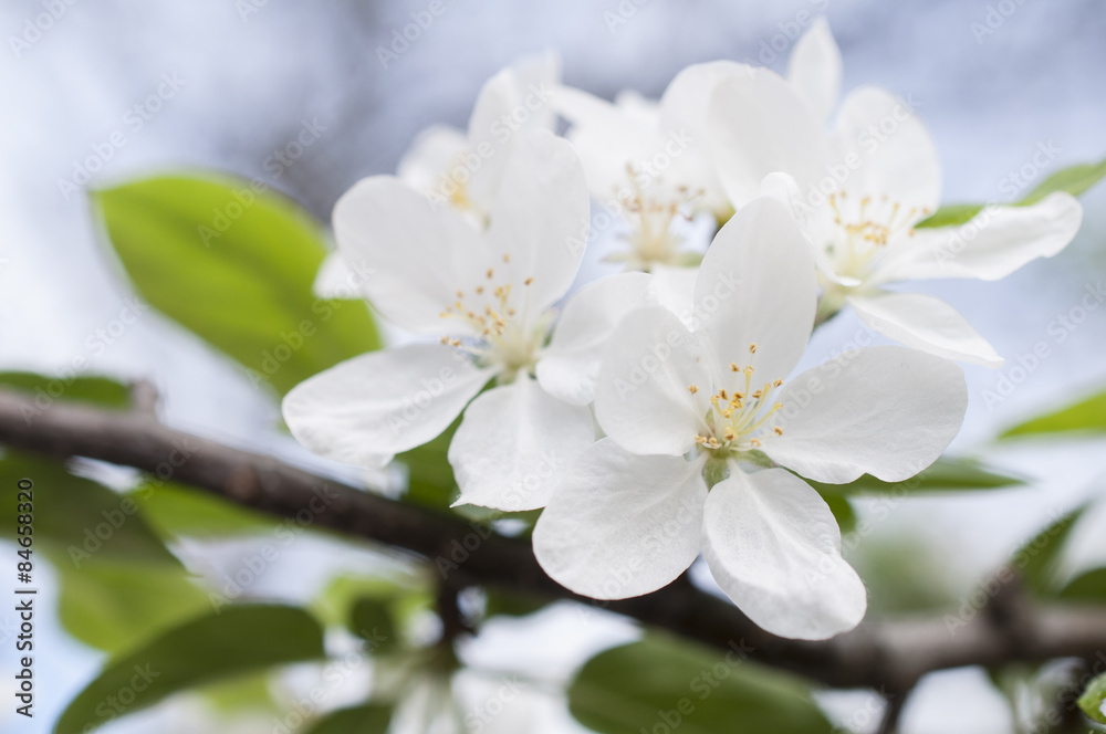 Obraz premium Group of white flowers
