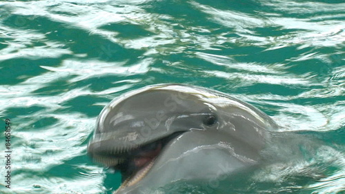 funny dolphins