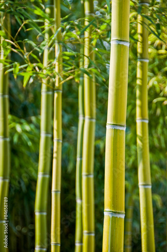Fototapeta Naklejka Na Ścianę i Meble -  Green bamboos background