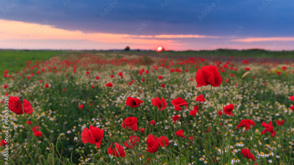 Field of red poppies in bright evening light