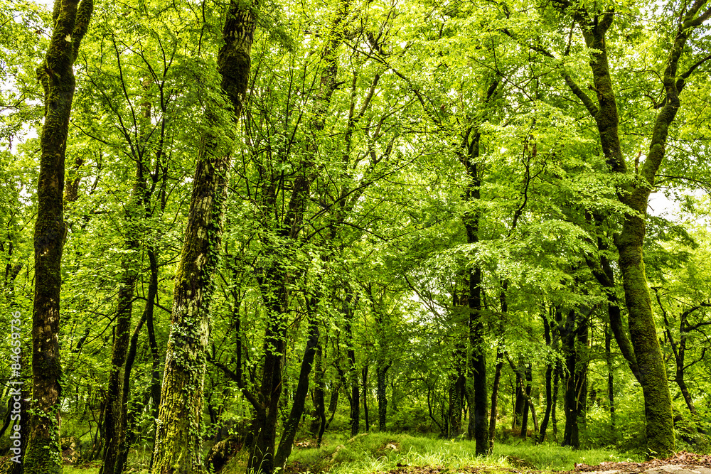 Green forest summer background, Montenegro Green forest summer background, Montenegro