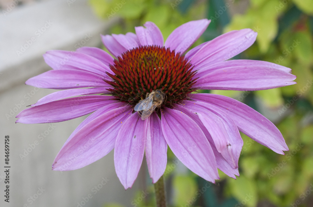 Obraz premium Bee on a flower