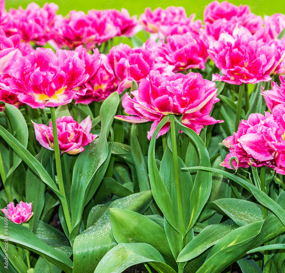 Tulips park Keukenhof - flower garden, Holland