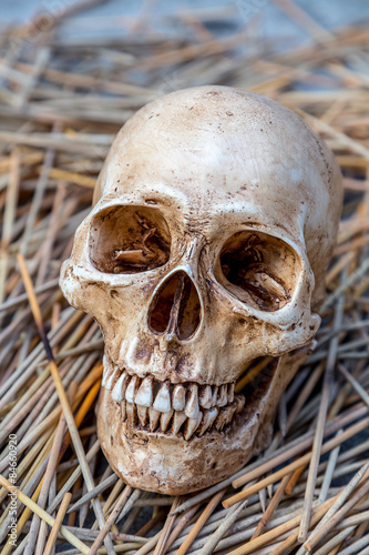 Still life with skull