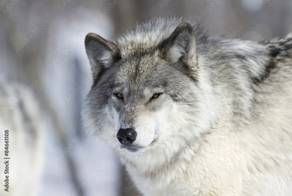 loup en hiver loup en hiver