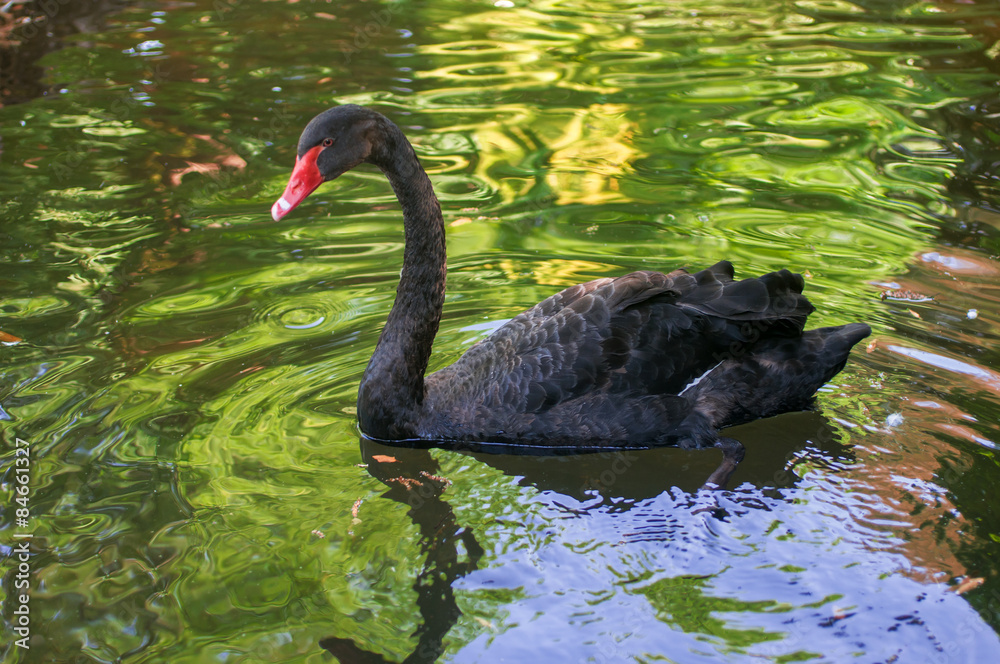 Naklejka premium Black swan