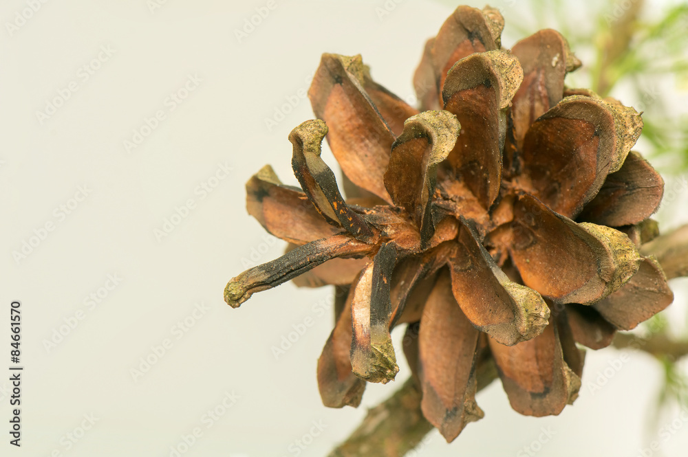 Pine cone