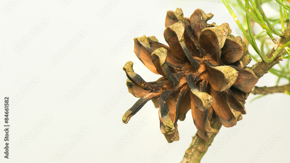 Pine cone