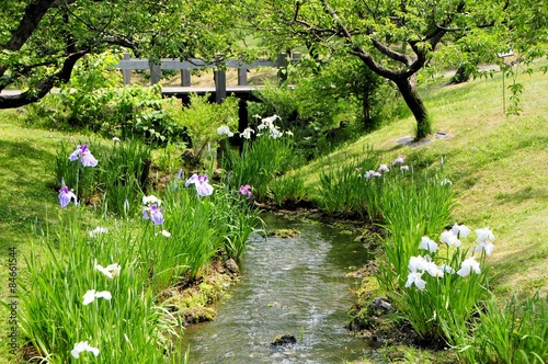 Bild auf Leinwand 小川と花菖蒲