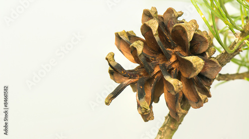 Obraz na płótnie Pine cone w salonie