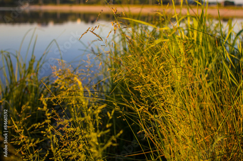 grass by the lake