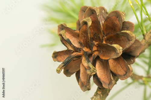 Obraz na płótnie Pine cone w salonie