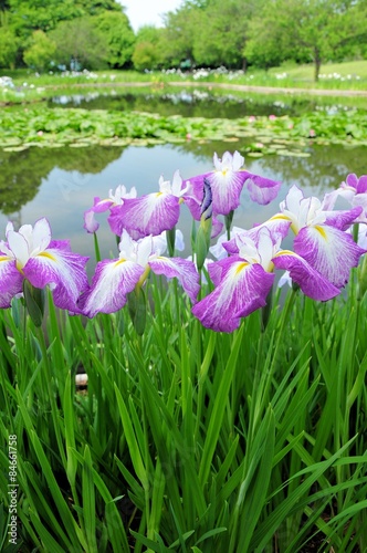 花菖蒲と池