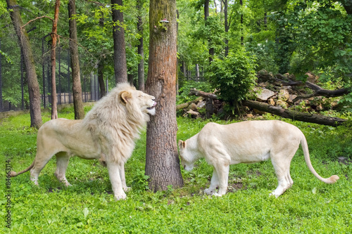 White lion (Panthera leo krugeri)