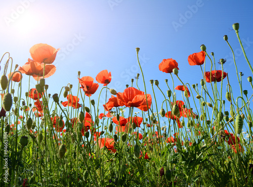 Red poppies field