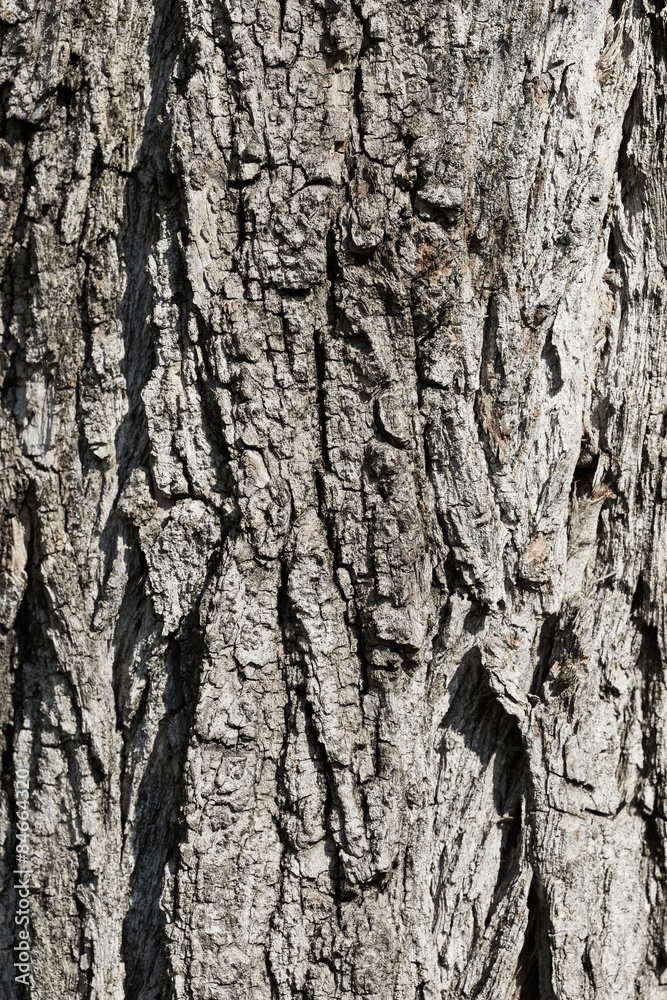 Obraz premium Texture of bark tree